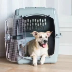 Petmate Sky Kennel Taşıma Kafesi No:6 (92 x 64 x 69cm) 00400 - Görsel 7