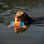 Chuckit! Sincap Frizbi (Küçük Boy) 11200 - Görsel 2