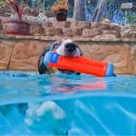 Chuckit! Bumper Suda Batmayan Köpek Oyuncağı (Büyük Boy) 18300 - Görsel 6