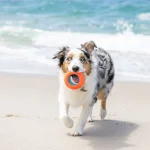 Chuckit! Suda Batmayan Köpek Oyun Halkası 50991 - Görsel 8