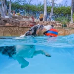 Chuckit! Suda Batmayan Köpek Oyun Halkası 50991 - Görsel 7